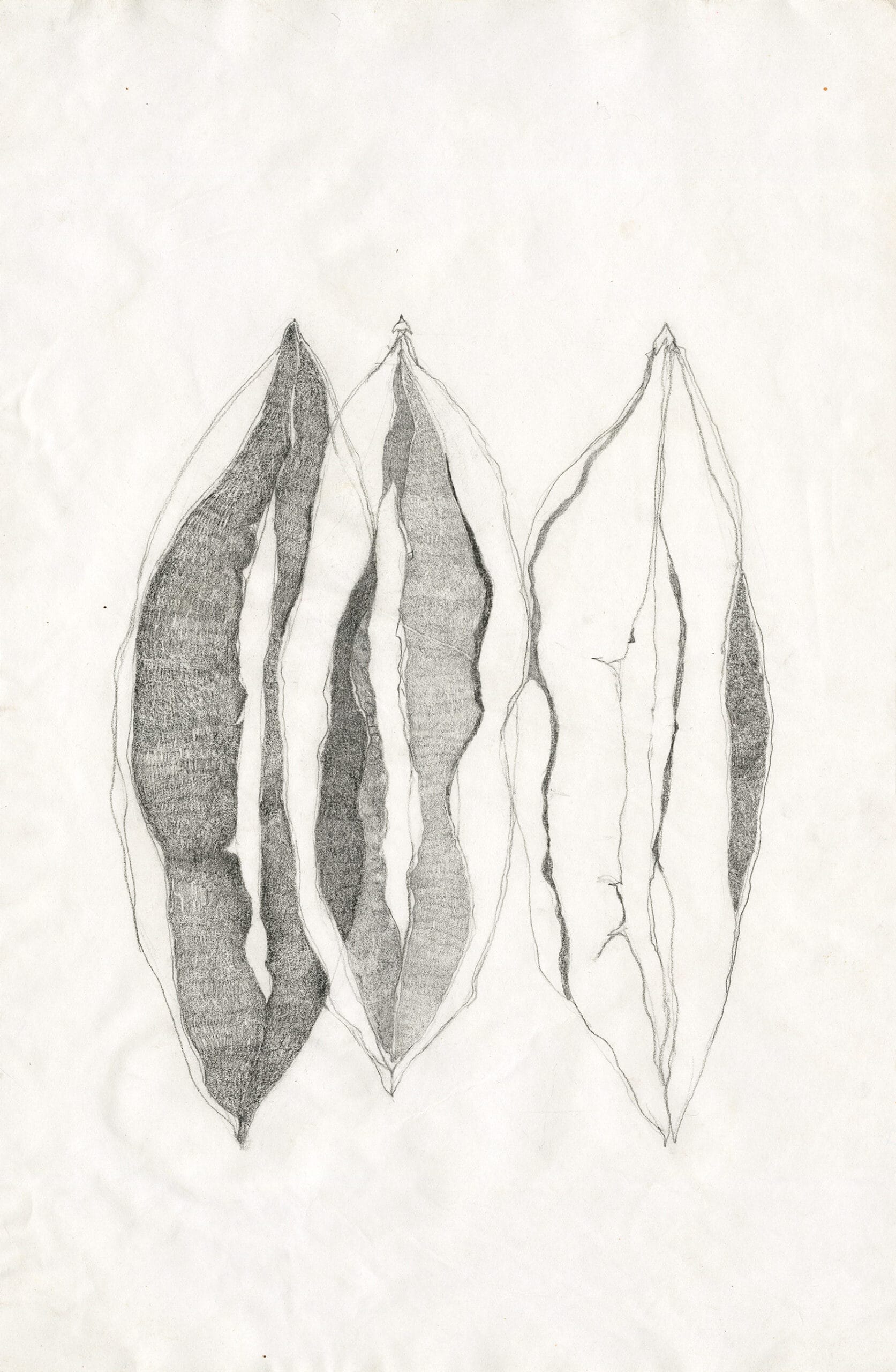 Soil & Seeds 3 Barkha 050 scaled